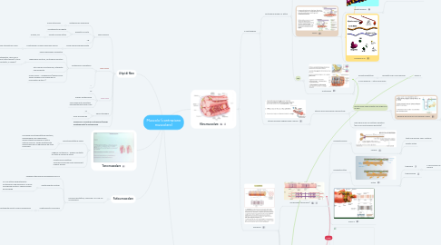 Mind Map: Muscolo (contrazione muscolare)