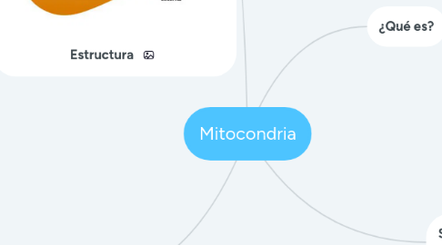 Mind Map: Mitocondria