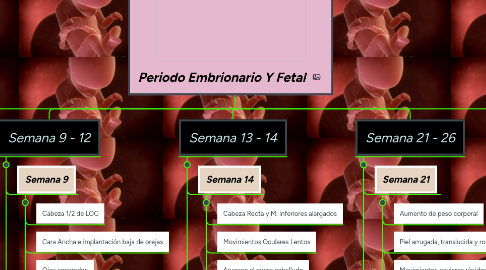 Mind Map: Periodo Embrionario Y Fetal