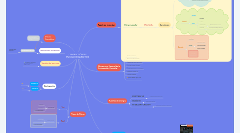 Mind Map: CONTRACCIÓN DEL MÚSCULO ESQUELÉTICO