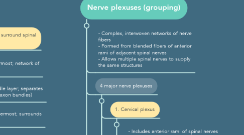 Mind Map: The Nervous System
