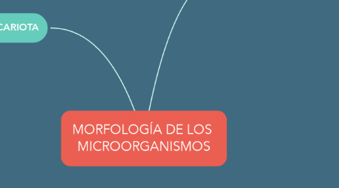Mind Map: MORFOLOGÍA DE LOS  MICROORGANISMOS