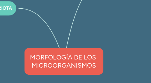Mind Map: MORFOLOGÍA DE LOS MICROORGANISMOS