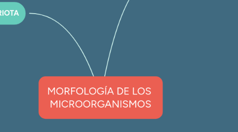 Mind Map: MORFOLOGÍA DE LOS  MICROORGANISMOS