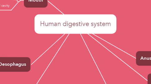 Mind Map: Human digestive system