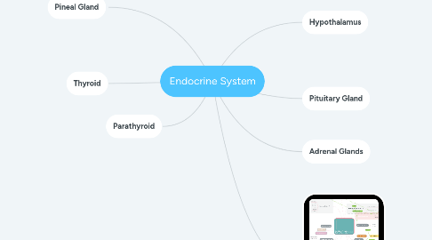 Mind Map: Endocrine System