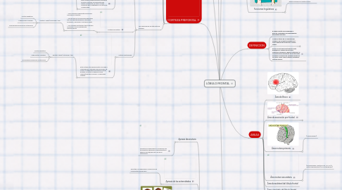 Mind Map: LÓBULO FRONTAL