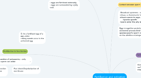 Mind Map: Fertilization and activation