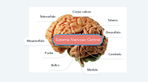 Mind Map: Sistema Nervoso Central