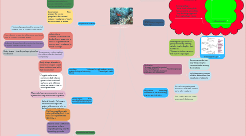 Mind Map: oceanic neckton