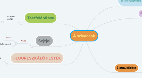 Mind Map: A szivacsok