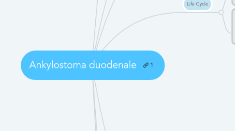 Mind Map: Ankylostoma duodenale