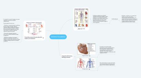 Mind Map: Sistema Circulatorio