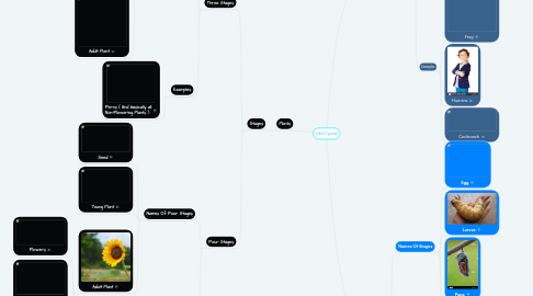 Mind Map: Life Cycles