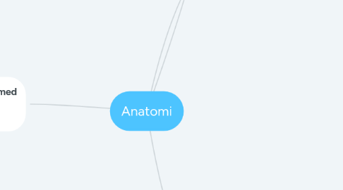 Mind Map: Anatomi