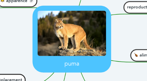 Mind Map: puma