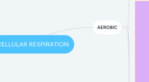 Mind Map: CELLULAR RESPIRATION