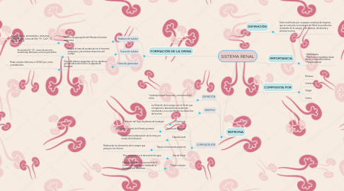 Mind Map: SISTEMA RENAL