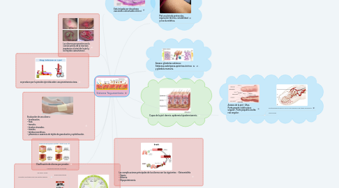 Mind Map: Sistema Tegumentario