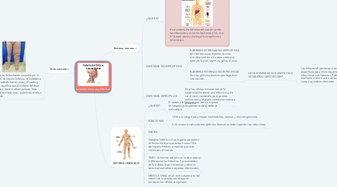 Mind Map: sistemas inmunes y linfatico
