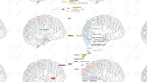 Mind Map: ¿Como se organiza el cerebro?