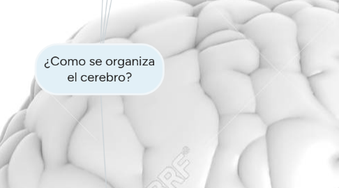 Mind Map: ¿Como se organiza el cerebro?