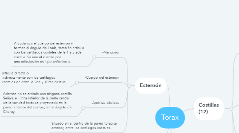 Mind Map: Torax