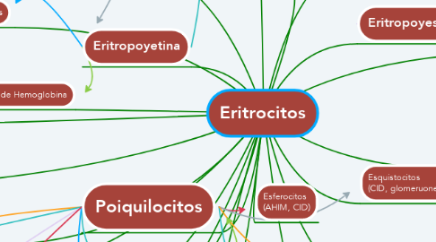 Mind Map: Eritrocitos