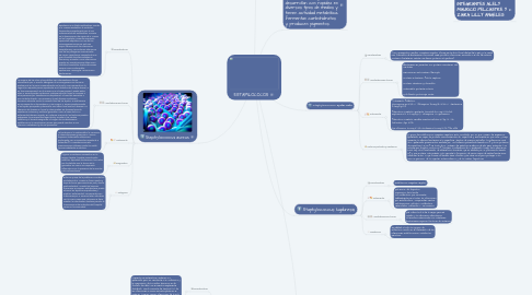 Mind Map: ESTAFILOCOCOS