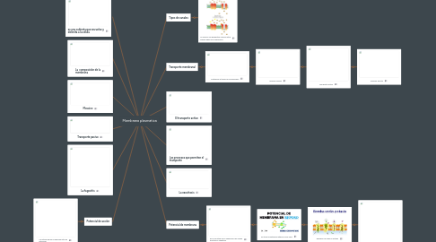 Mind Map: Membrana plasmatica