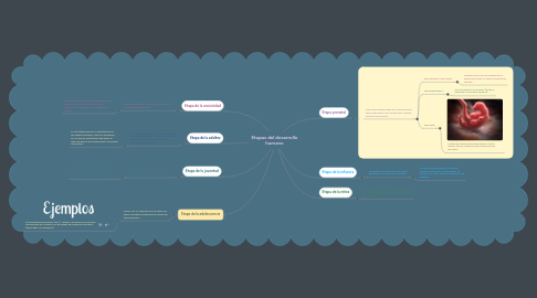 Mind Map: Etapas del desarrollo humano