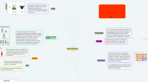 Mind Map: GENETICA MENDELIANA