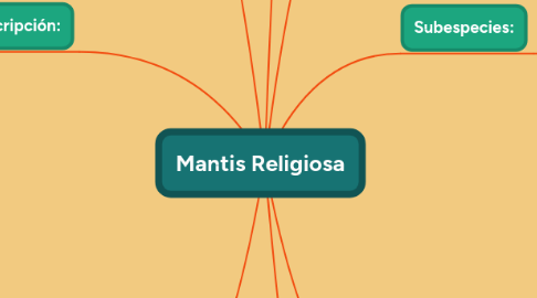 Mind Map: Mantis Religiosa