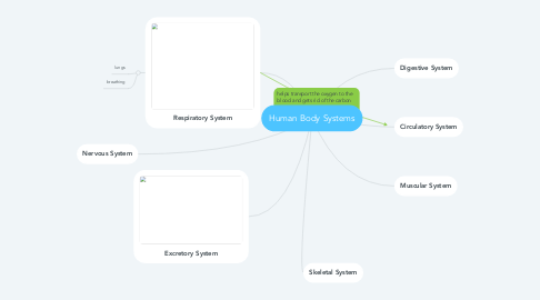 Mind Map: Human Body Systems