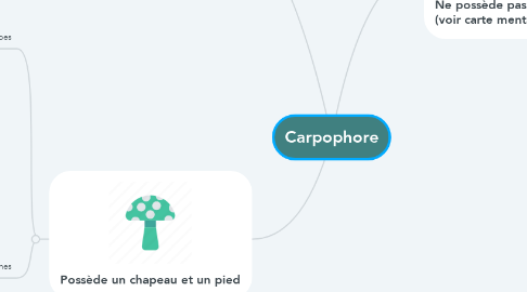 Mind Map: Carpophore