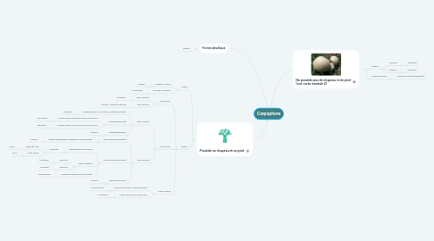 Mind Map: Carpophore