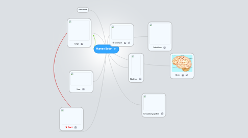 Mind Map: Human Body