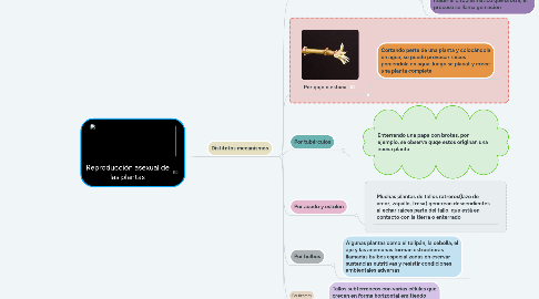 Mind Map: Reproducción asexual de las plantas