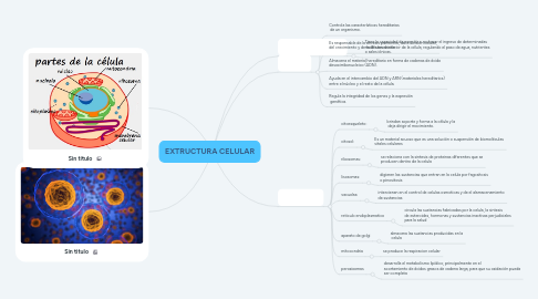 Mind Map: EXTRUCTURA CELULAR