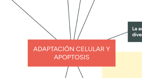 Mind Map: ADAPTACIÓN CELULAR Y APOPTOSIS