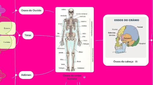 Mind Map: Ossos do corpo humano