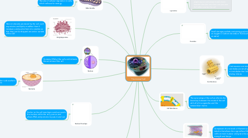 Mind Map: The Animal Cell