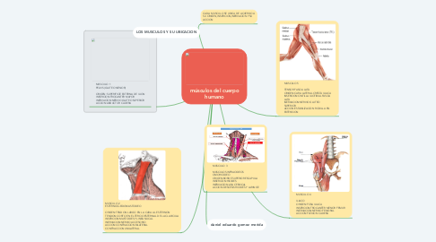 Mind Map: músculos del cuerpo humano