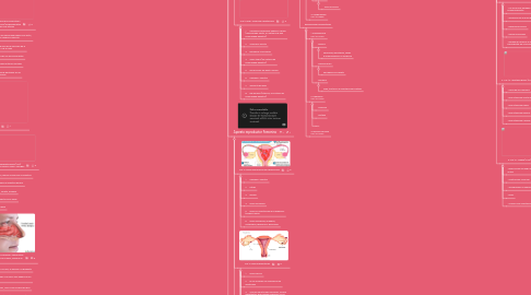 Mind Map: Sistemas del cuerpo humano y sus patologías.