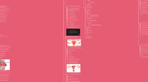 Mind Map: Sistemas del cuerpo humano y  sus patologías.