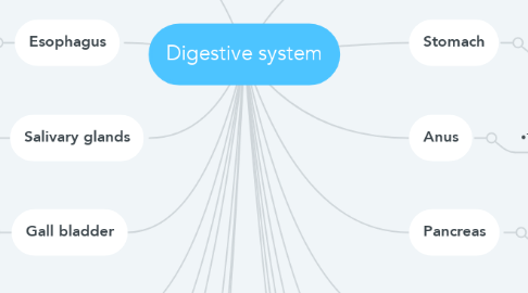 Mind Map: Digestive system