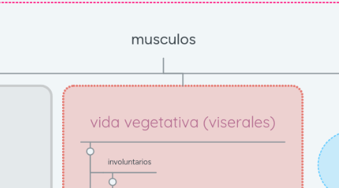 Mind Map: musculos