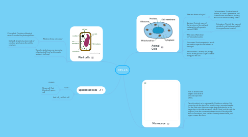 Mind Map: CELLS