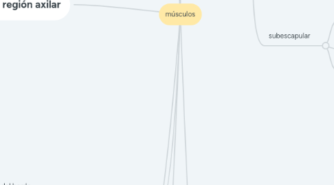 Mind Map: músculos