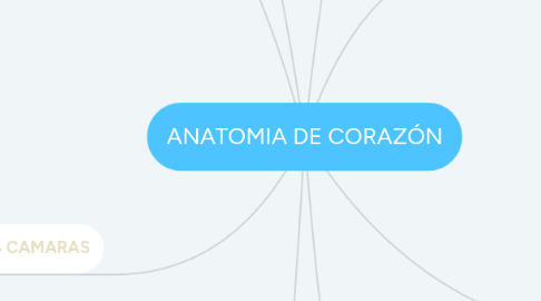 Mind Map: ANATOMIA DE CORAZÓN